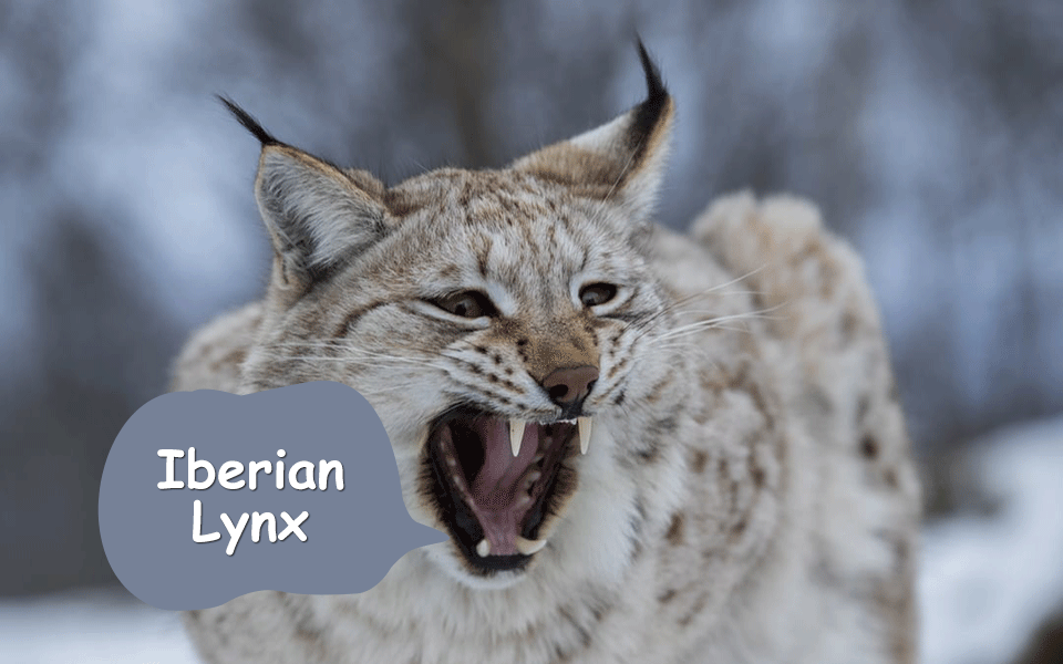 Iberian Lynx (lodjur)